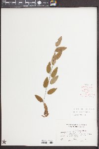 Berchemia scandens image