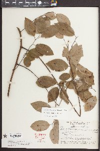 Berchemia scandens image