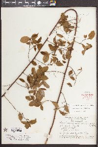 Berchemia scandens image