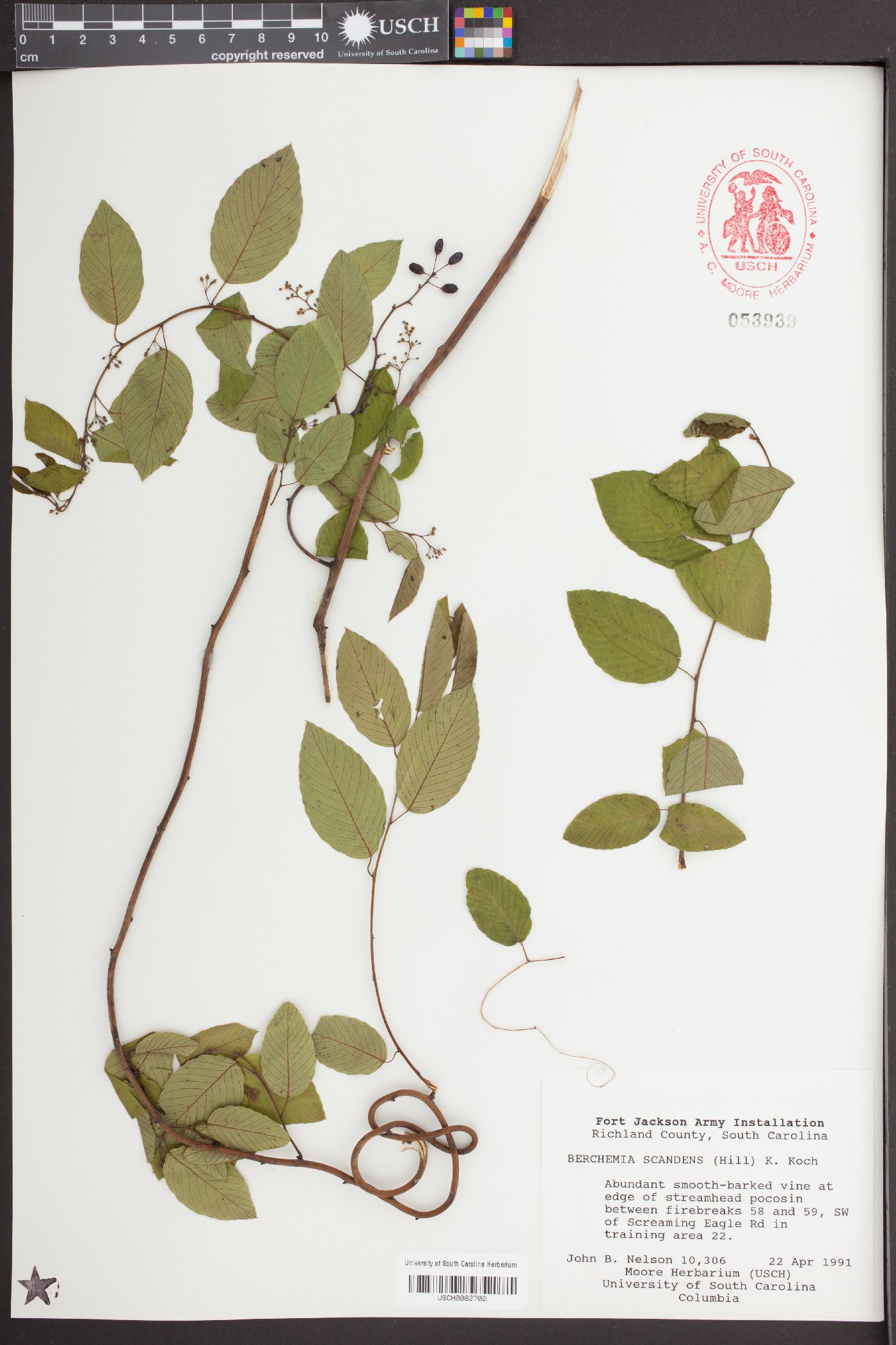 Berchemia scandens image