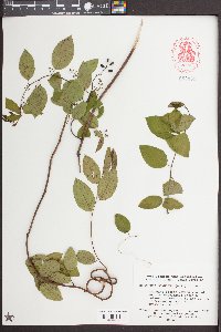 Berchemia scandens image