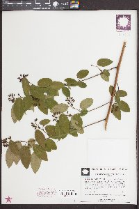 Berchemia scandens image