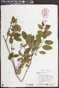 Berchemia scandens image