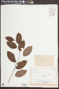 Berchemia scandens image