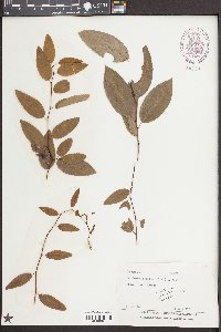 Berchemia scandens image