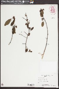 Berchemia scandens image