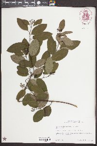 Berchemia scandens image