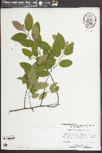 Berchemia scandens image