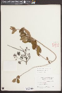 Berchemia scandens image