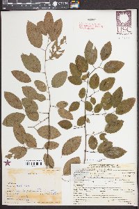 Berchemia scandens image