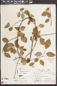 Berchemia scandens image