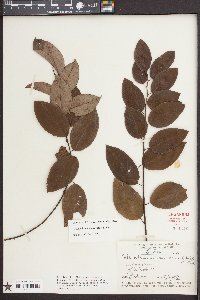 Berchemia scandens image