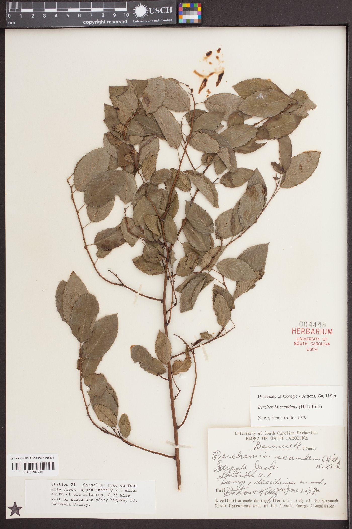 Berchemia scandens image