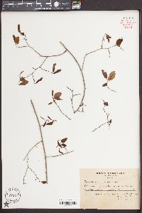 Berchemia scandens image