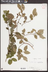 Berchemia scandens image