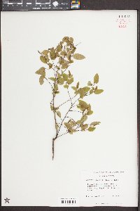 Berchemia scandens image