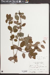 Berchemia scandens image