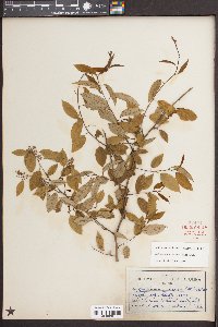 Berchemia scandens image