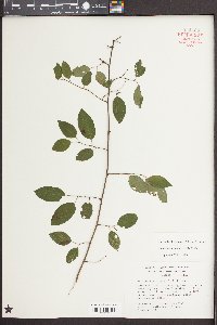 Berchemia scandens image