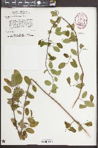 Berchemia scandens image