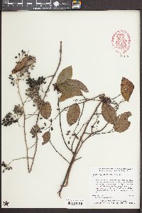 Berchemia scandens image