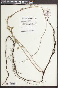 Berchemia scandens image