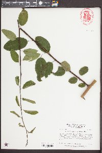 Berchemia scandens image