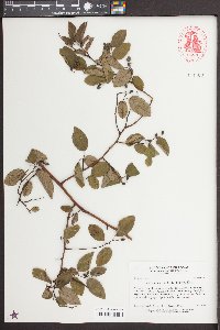 Berchemia scandens image