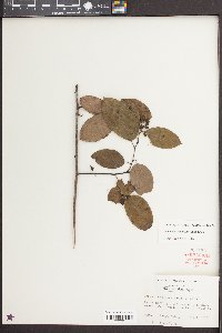 Berchemia scandens image