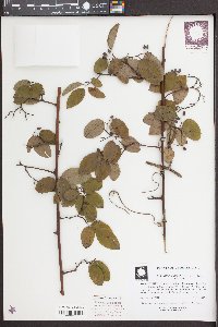 Berchemia scandens image