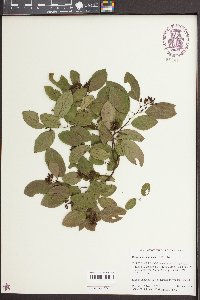 Berchemia scandens image