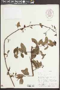 Berchemia scandens image