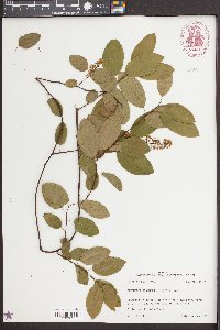 Berchemia scandens image