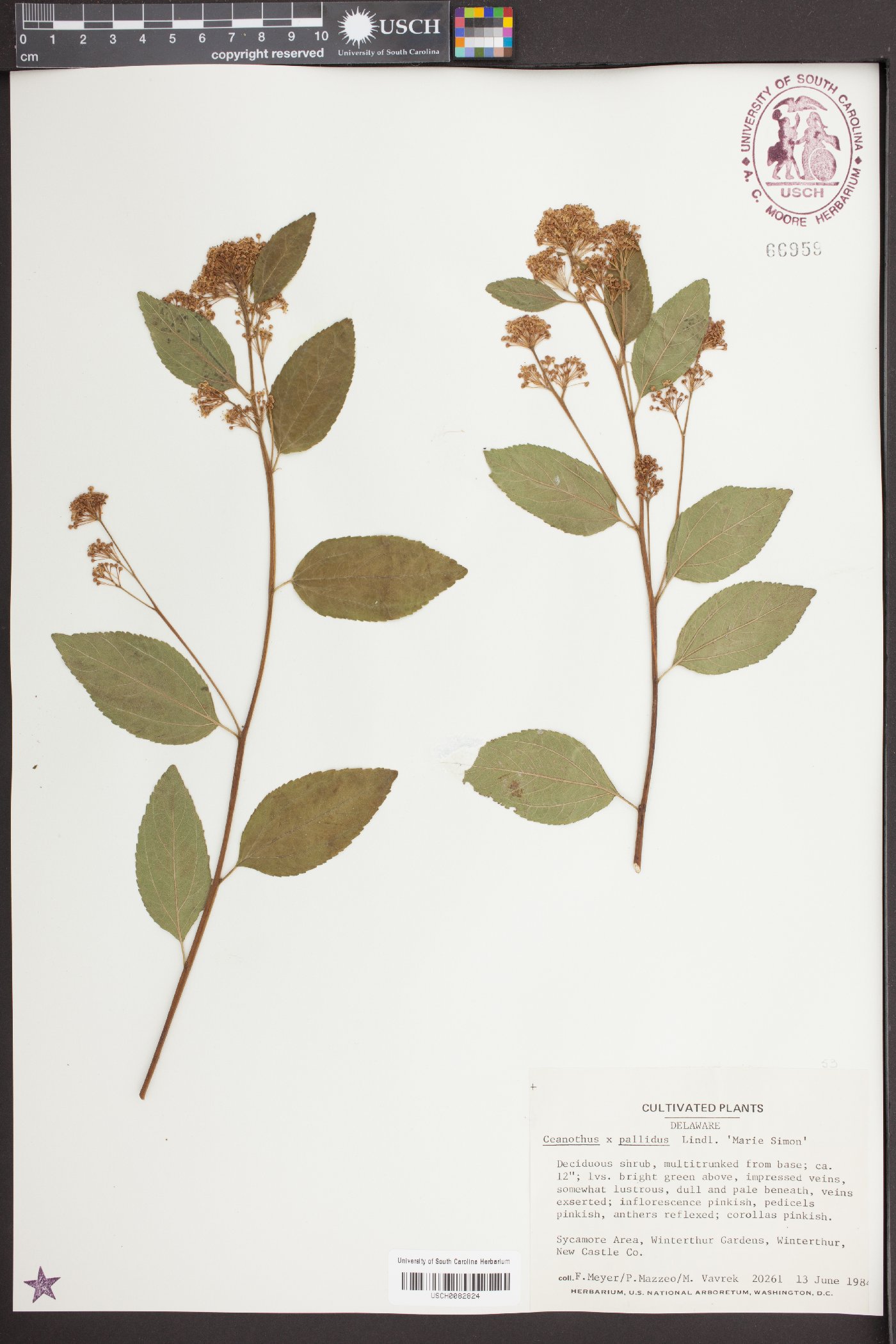 Ceanothus x pallidus image