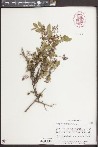 Ceanothus sorediatus image