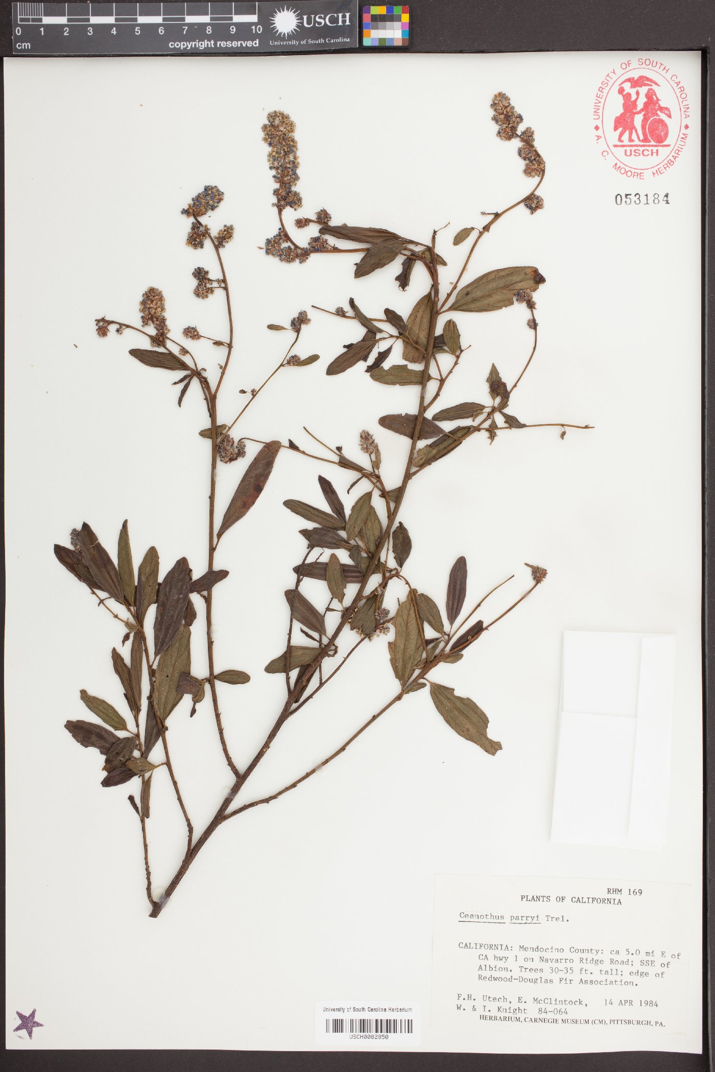 Ceanothus parryi image