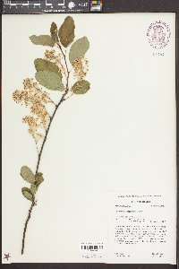 Ceanothus sanguineus image