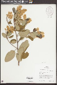 Ceanothus velutinus image