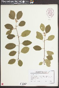 Frangula alnus image