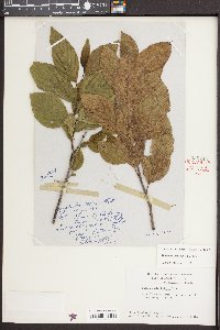 Rhamnus alnifolia image