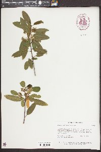 Frangula californica image