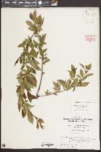 Rhamnus lanceolata image