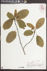 Frangula purshiana image