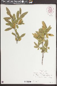 Rhamnus serrata image