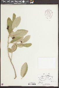 Rhamnus tomentella image