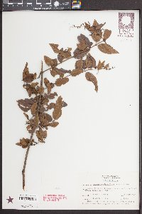 Sageretia minutiflora image