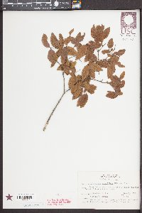 Sageretia minutiflora image