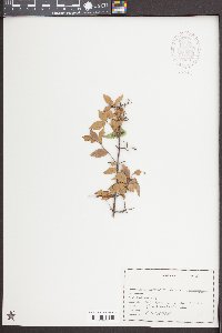 Sageretia minutiflora image