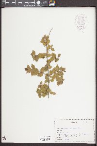 Sageretia minutiflora image