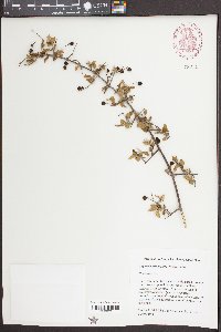 Sageretia minutiflora image